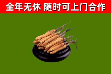 东至回收散虫草