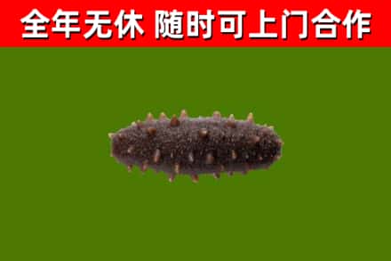 东至回收海参干
